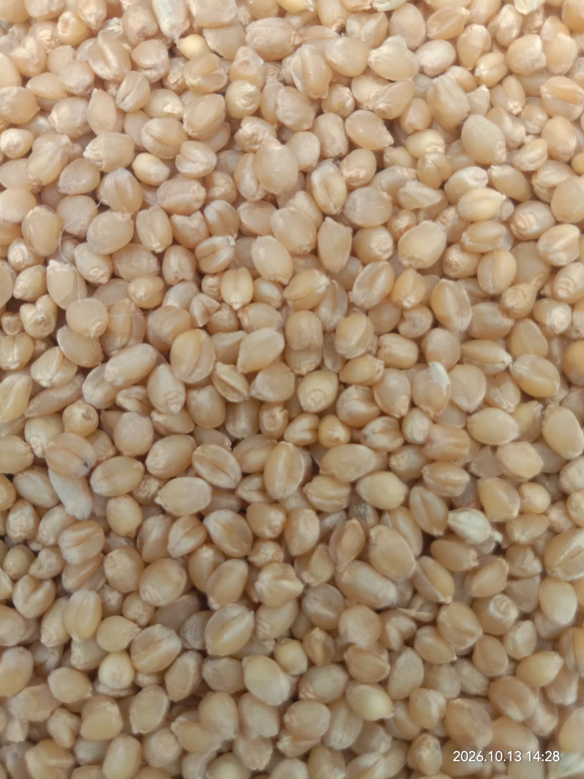 Organic Sonamoti wheat grains